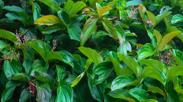 Красиве Зелене Листя Фон — стокове фото