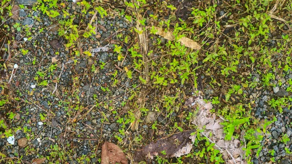 緑の野生植物が付いている岩場 — ストック写真