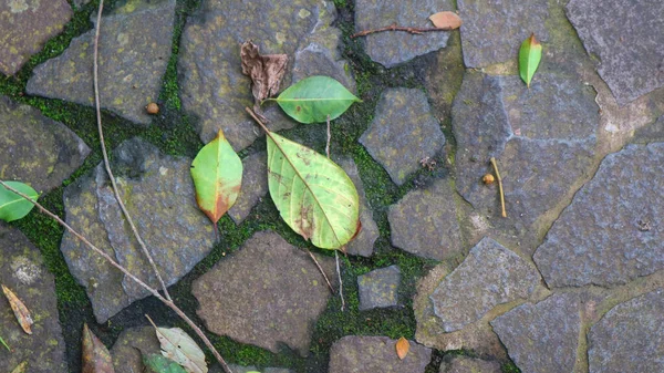 Steinweg Mit Abgefallenen Blättern Als Hintergrund — Stockfoto