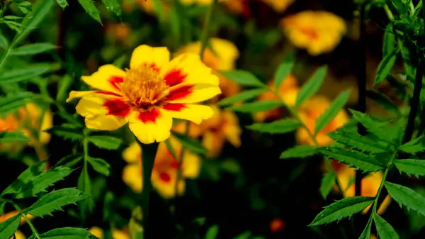 Lindas Deslumbrantes Flores Calêndula — Fotografia de Stock