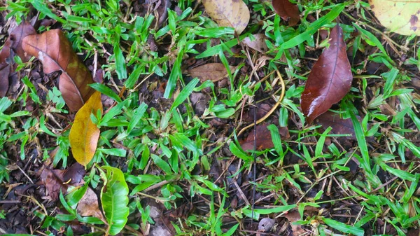 木から落ちる地面の乾燥した葉 — ストック写真