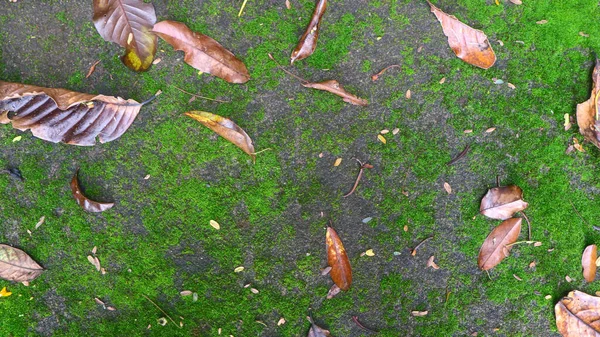건조한 잎이있는 콘크리트 — 스톡 사진