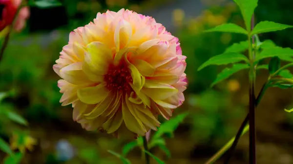 Bela Incrível Flor Amarela Dahlia Pinata — Fotografia de Stock