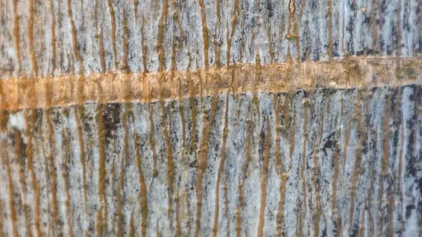 나무껍질의 질감을 배경으로 — 스톡 사진