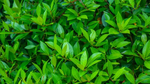 Красиве Зелене Листя Фон — стокове фото