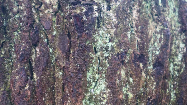 Pine Bark Texture Background — Stock Photo, Image