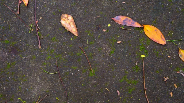 Moosige Straßenstruktur Mit Abgefallenen Blättern — Stockfoto