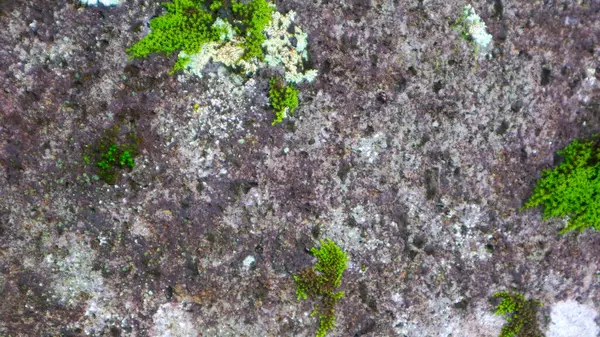 Mossy Stone Texture Background — Stock Photo, Image