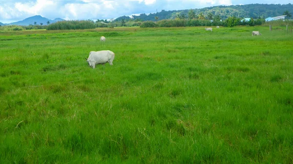 Корова Яка Їсть Посеред Зеленої Трави — стокове фото