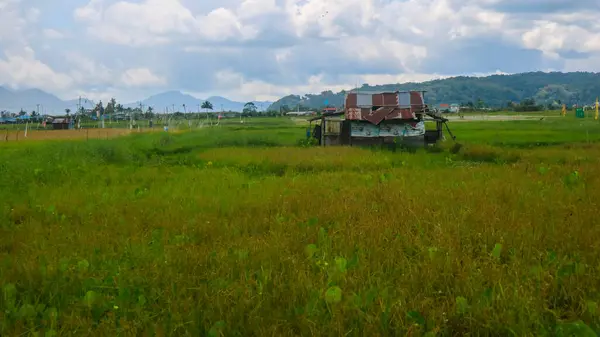 Hütte Inmitten Schöner Reisfelder Mit Bewölktem Himmel — Stockfoto