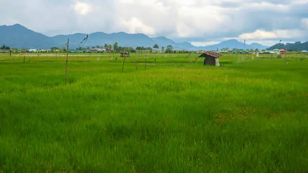Cabin Middle Beautiful Rice Fields Cloudy Skies — Stock Photo, Image