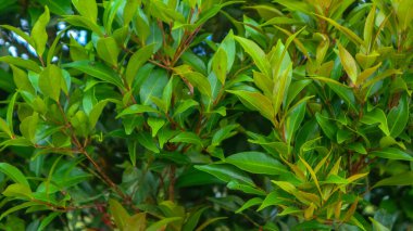 Arka plan olarak güzel yeşil yaprakları