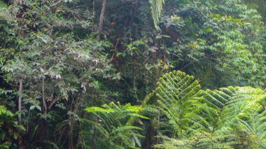 arka plan olarak güzel yeşil ağaçlar