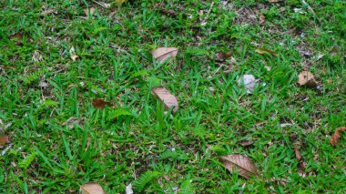 Arka planda kuru yaprakları olan güzel yeşil çimenler