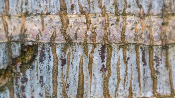 树皮纹理为背景 — 图库照片