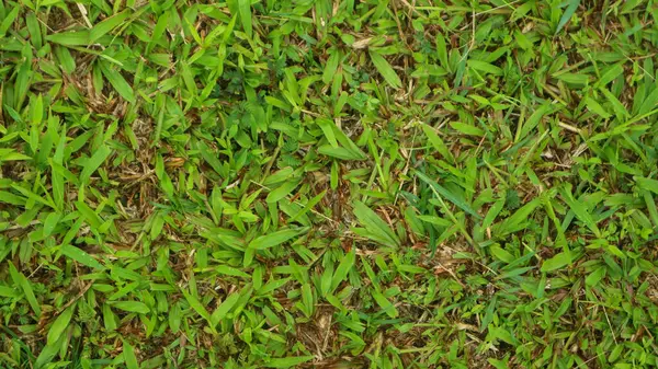 Текстура Зеленої Трави Фон — стокове фото