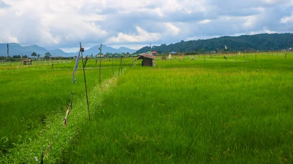 在多云的美丽稻田中间的小木屋 — 图库照片