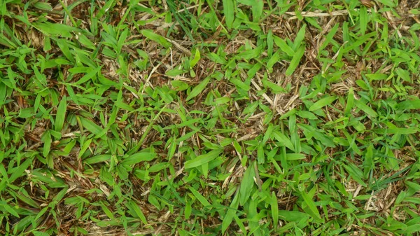 Arkaplan Olarak Yeşil Çimen Dokusu — Stok fotoğraf