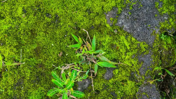 Mossy 콘크리트와 잡초로 — 스톡 사진