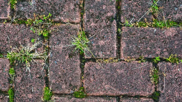 stock image paving block texture with wild plants in the cracks in the background