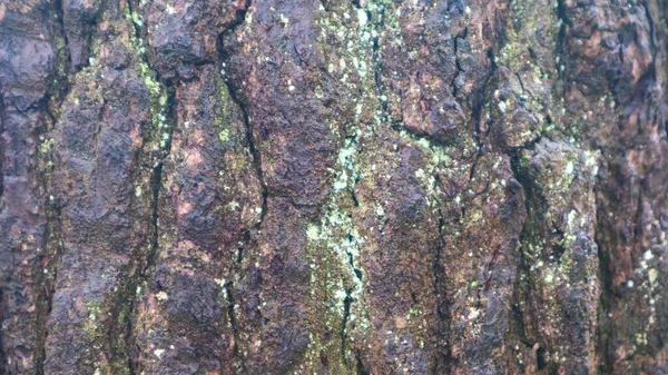 Corteccia Pino Texture Come Sfondo — Foto Stock