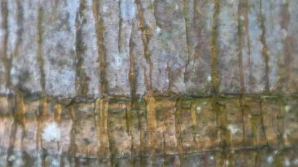 Arkaplan Olarak Ağaç Kabuğu Dokusu — Stok fotoğraf