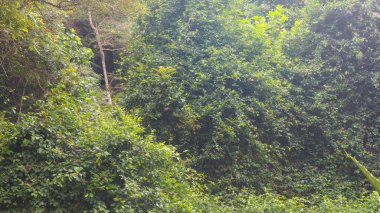 arka plan olarak güzel yeşil ağaçlar