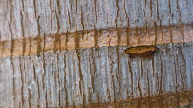 arkaplan olarak ağaç kabuğu dokusu