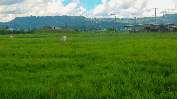 Bulutlu Mavi Gökyüzü Ile Güzel Pirinç Tarlaları — Stok fotoğraf