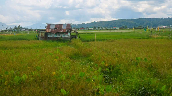 在多云的美丽稻田中间的小木屋 — 图库照片