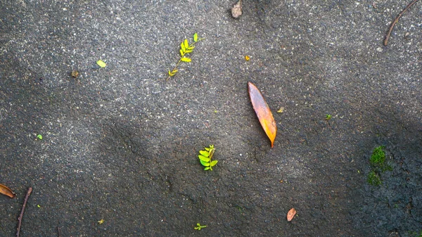 Τσιμεντένια Υφή Δρόμου Πεσμένα Φύλλα — Φωτογραφία Αρχείου