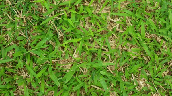 Textura Hierba Verde Como Fondo — Foto de Stock