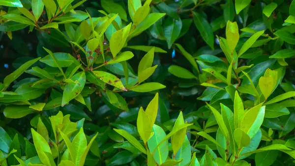 Beautiful Green Leaves Background — Stock Photo, Image