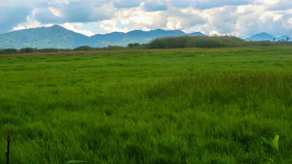 Красивые Рисовые Поля Облачным Голубым Небом — стоковое фото