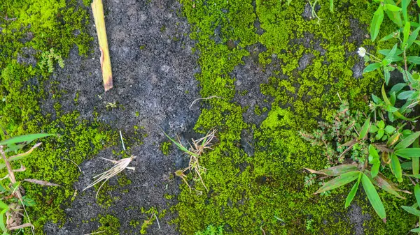 モッシーコンクリートと雑草でオーバーグラウンド — ストック写真