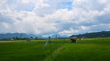 Gökyüzü bulutlu güzel pirinç tarlalarının ortasında bir kulübe.
