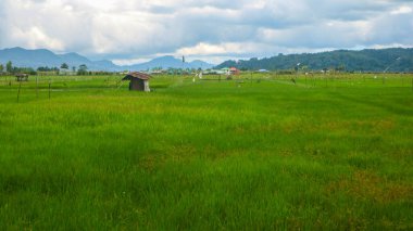 Gökyüzü bulutlu güzel pirinç tarlalarının ortasında bir kulübe.