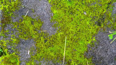 Yosunlu beton ve yabani otlarla kaplanmış