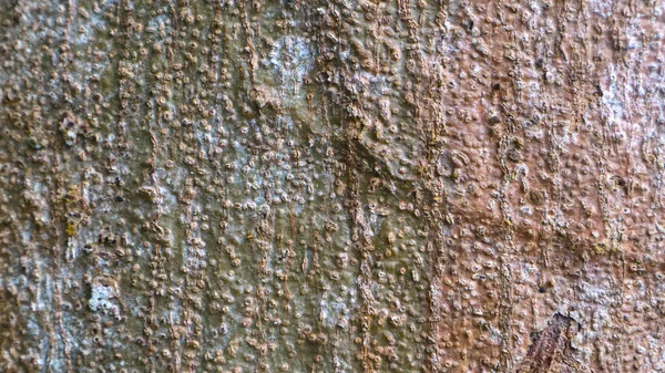 Amazing Bark Texture Background — Stock Photo, Image