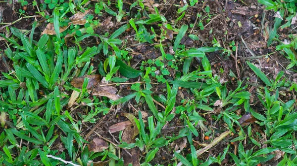 Bela Grama Verde Com Folhas Secas Como Fundo — Fotografia de Stock