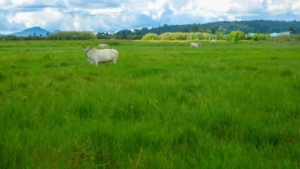 Een Koe Die Midden Groen Gras Aan Het Eten — Stockfoto