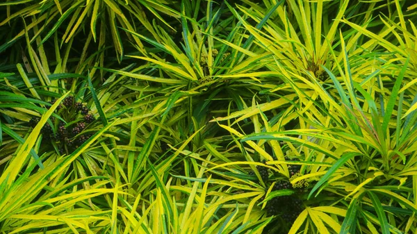 Folhas Verdes Amarelas Bonitas Como Fundo — Fotografia de Stock