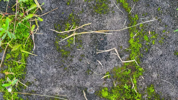 Mossy Concrete Overgrown Weeds — Stock Photo, Image