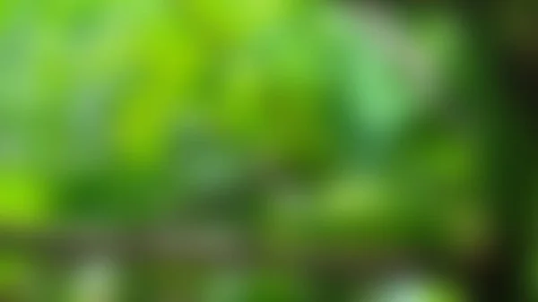 Papaya Borrosa Que Crece Una Granja — Foto de Stock