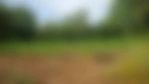 Verschwommener Maisanbau Einem Dorf — Stockfoto