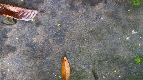 떨어진 잎이있는 콘크리트 — 스톡 사진