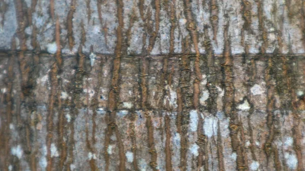 树皮纹理为背景 — 图库照片