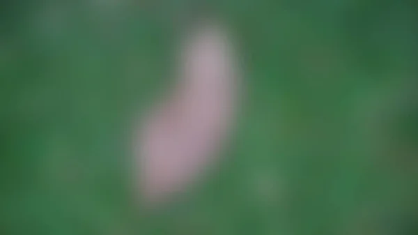 Verschwommenes Trockenes Laub Auf Grünem Gras — Stockfoto