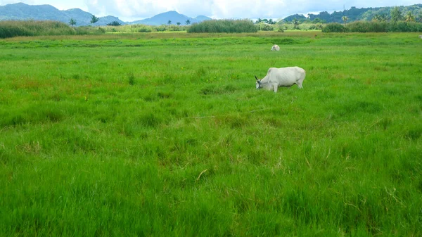 Una Vaca Que Está Comiendo Medio Hierba Verde — Foto de Stock