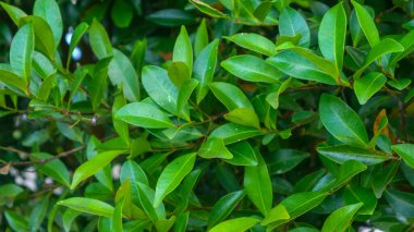 Arka plan olarak güzel yeşil yaprakları